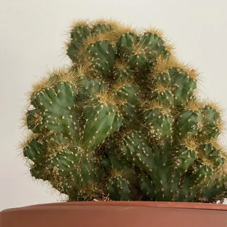 Four Flowers Appartamento