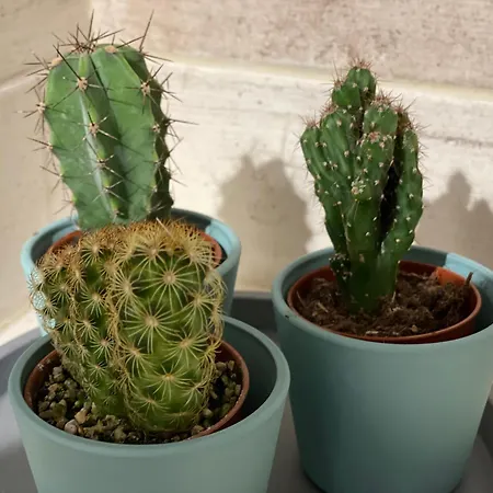 Four Flowers