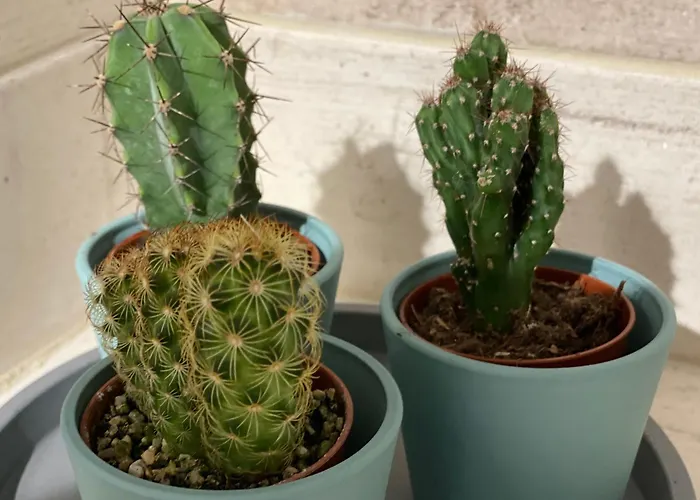 Four Flowers